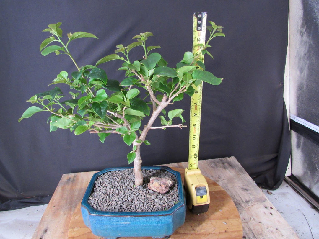 Large Pink Bougainvillea Bonsai Tree - Height