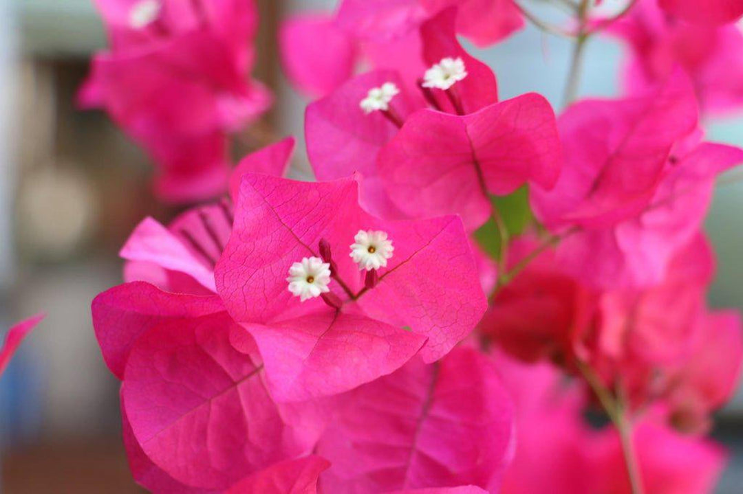 Large Pink Bougainvillea Bonsai Tree - Pink Pixie