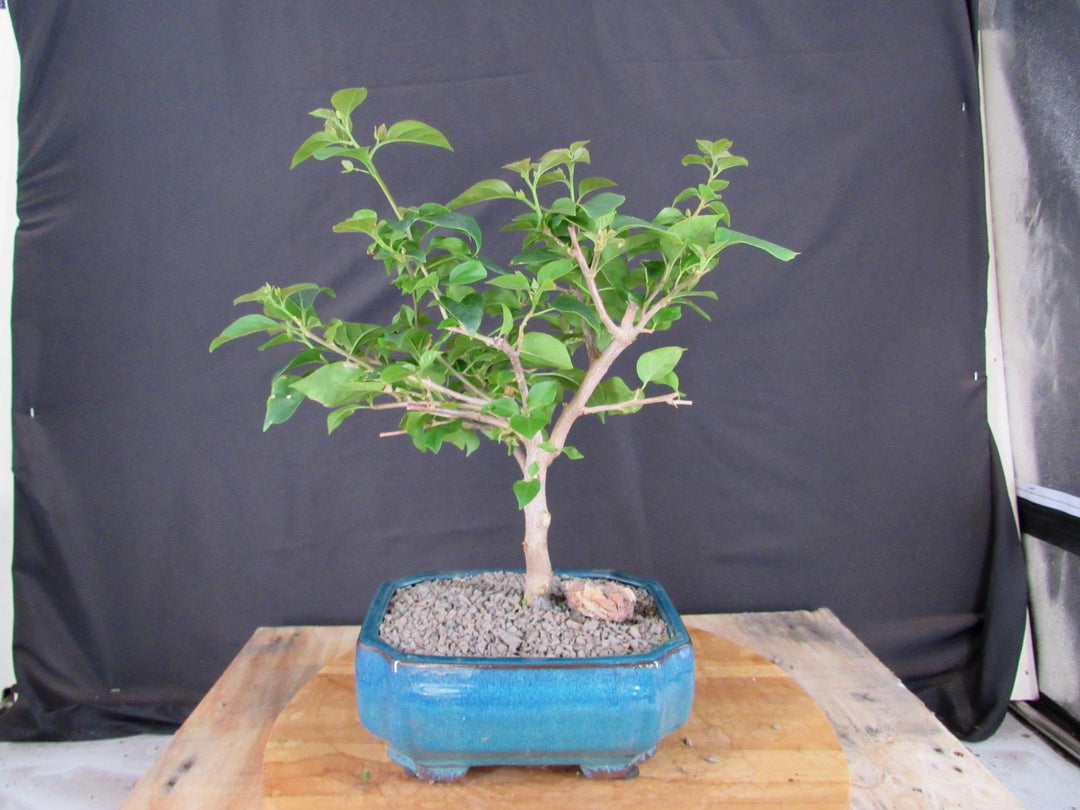 Large Pink Bougainvillea Bonsai Tree - Profile