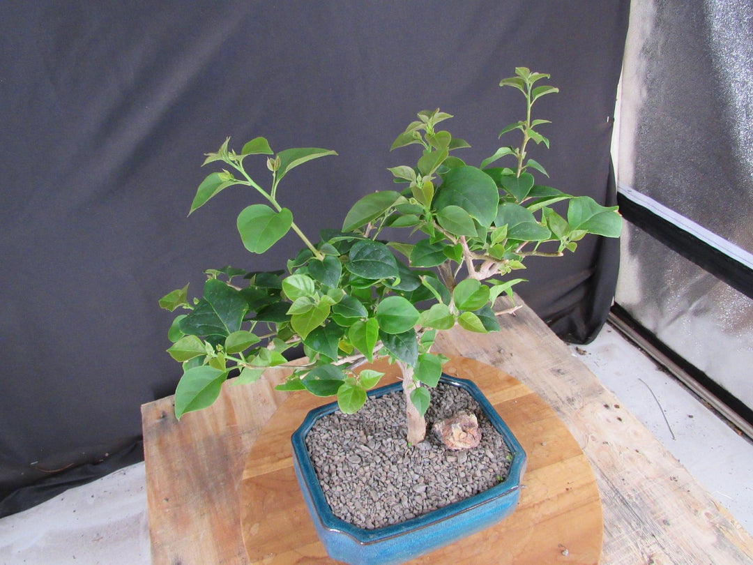 Large Pink Bougainvillea Bonsai Tree - Side