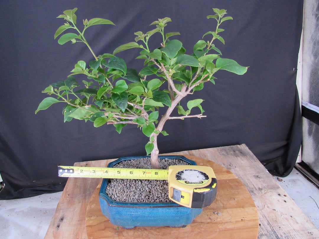 Large Pink Bougainvillea Bonsai Tree - Size