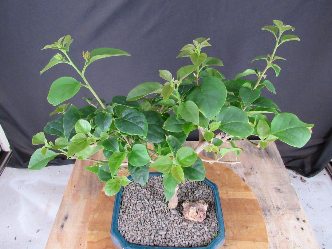 Large Pink Bougainvillea Bonsai Tree - Top