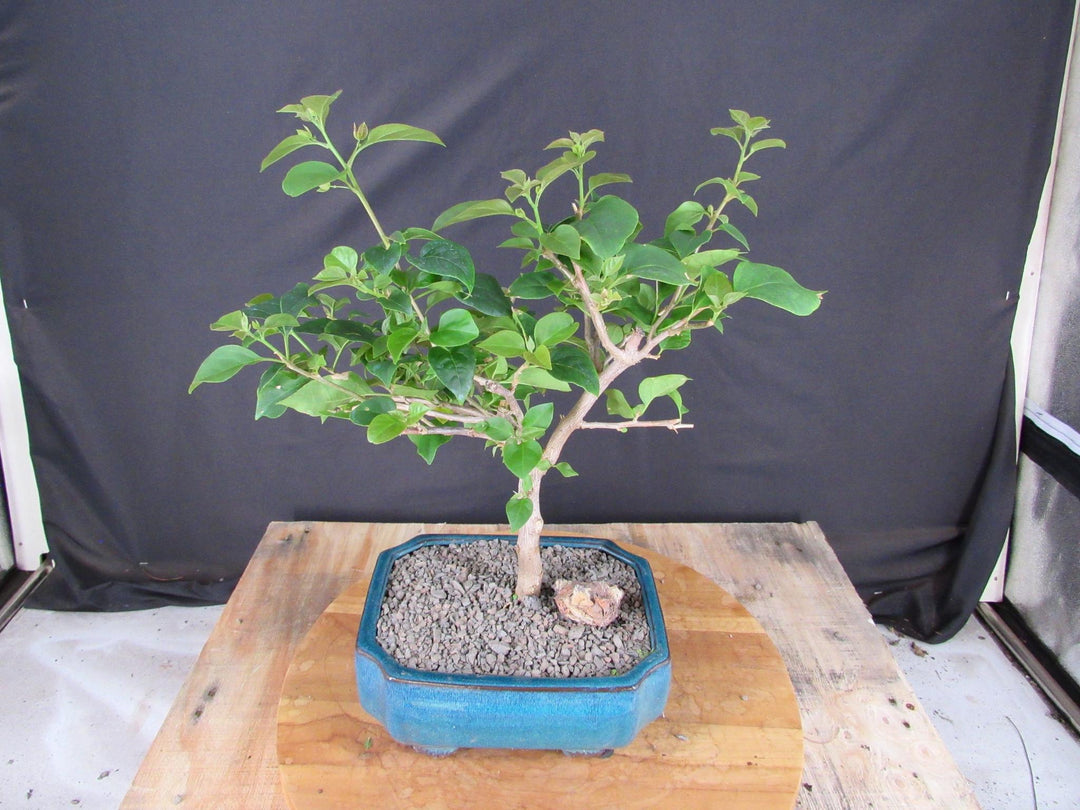 Large Pink Bougainvillea Bonsai Tree
