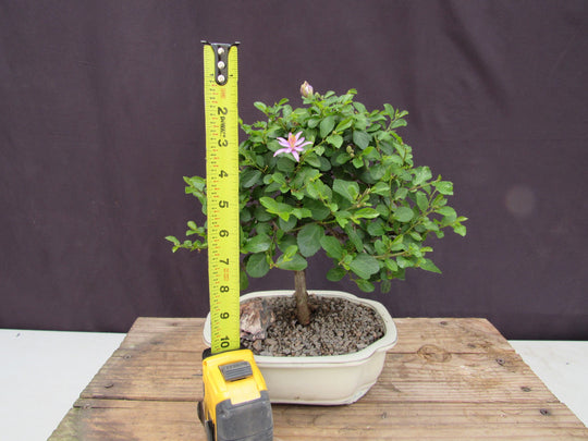 Lavender Star Flower Bonsai Tree