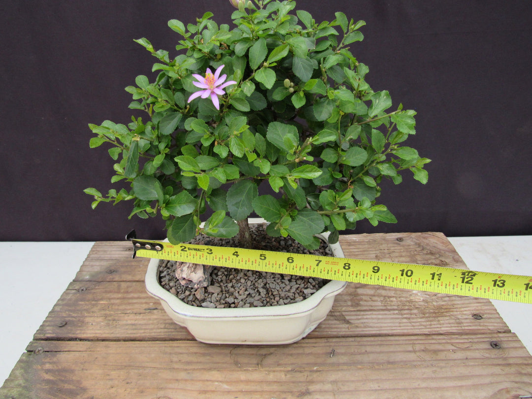 Large Lavender Star Flower Bonsai Tree Size