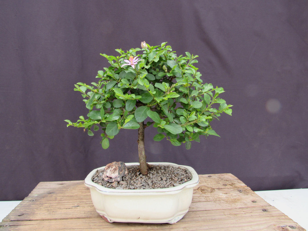 Large Lavender Star Flower Bonsai Tree