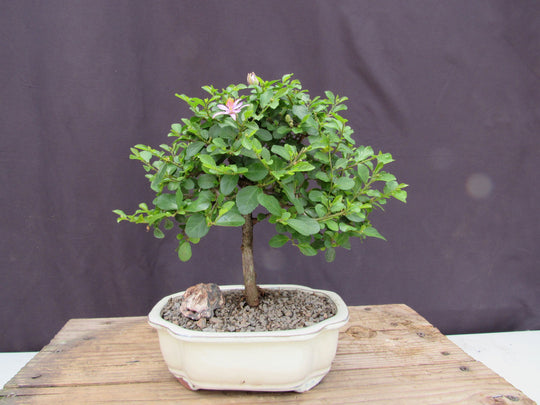 lavendel als bonsai Lavender Star Flower Bonsai Tree