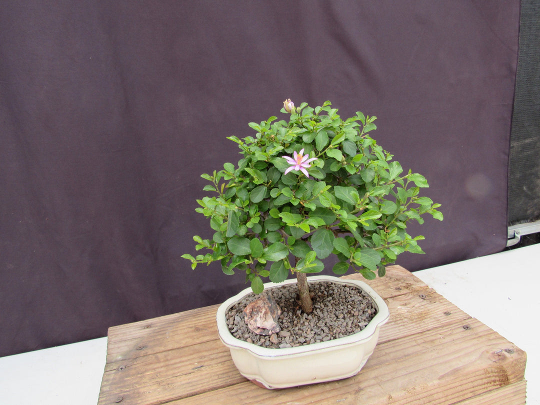 Large Lavender Star Flower Bonsai Tree Side