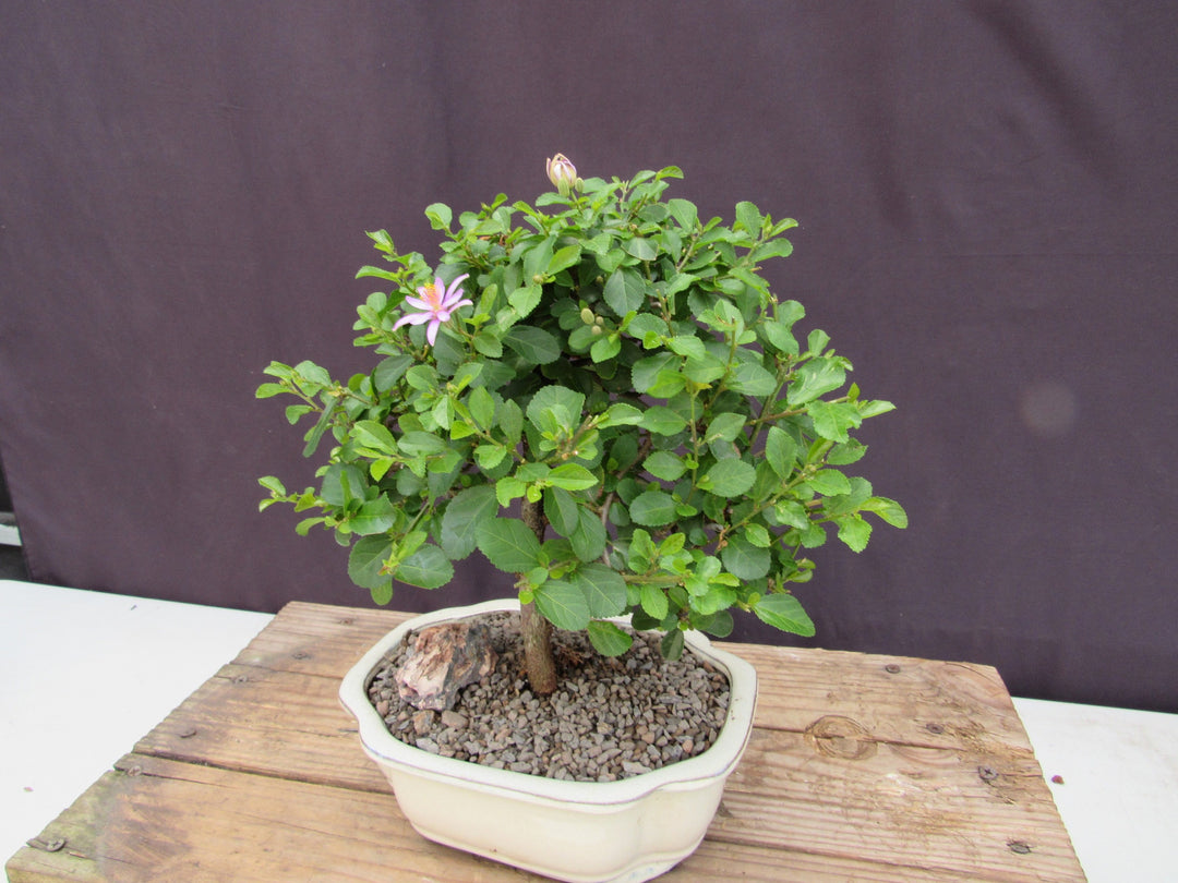Large Lavender Star Flower Bonsai Tree Foliage