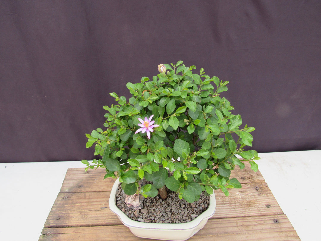 Large Lavender Star Flower Bonsai Tree Canopy