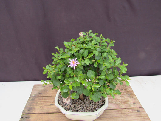 lavender star flower bonsai Lavender Star Flower Bonsai Tree