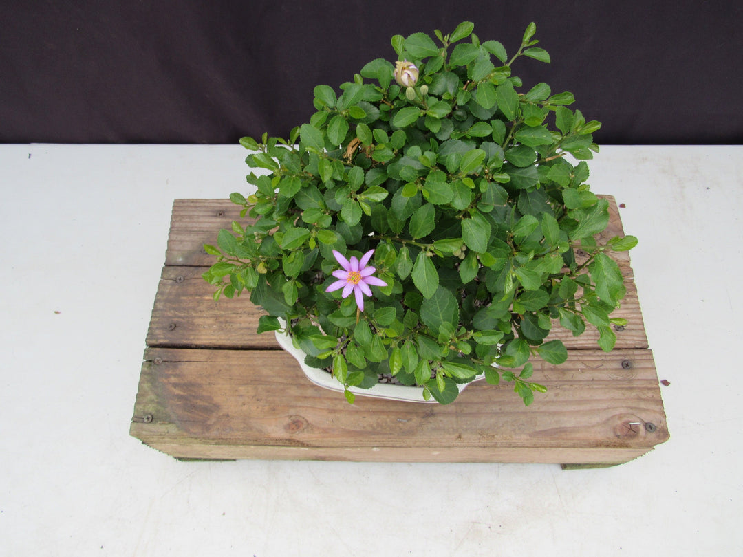 Large Lavender Star Flower Bonsai Tree Birds Eye