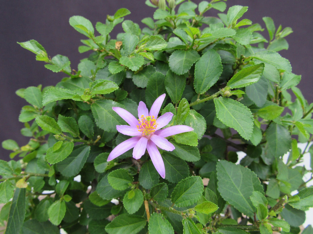 Large Lavender Star Flower Bonsai Tree Flower