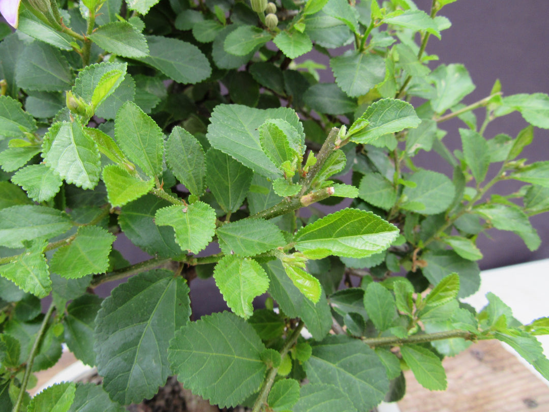 Large Lavender Star Flower Bonsai Tree Leaves