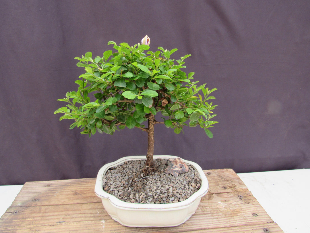 Large Lavender Star Flower Bonsai Tree Back