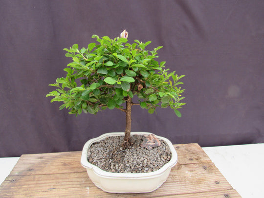Lavender Star Flower Bonsai Tree
