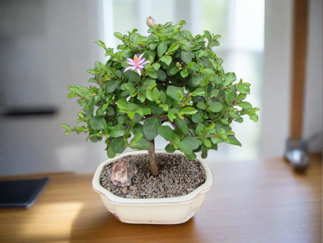 lavender star bonsai tree Lavender Star Flower Bonsai Tree