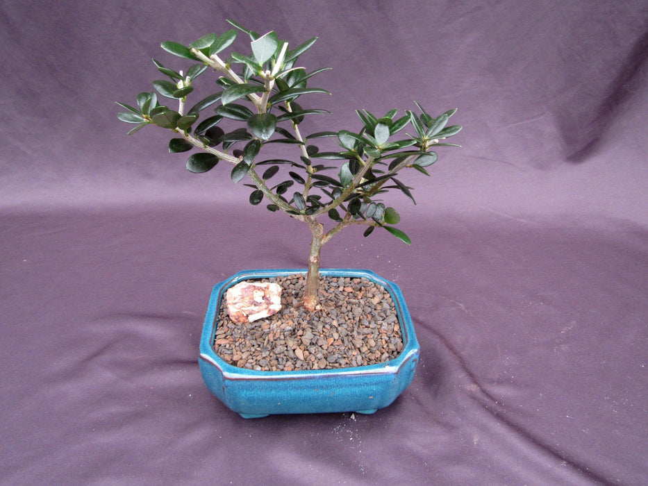 Little Ollie European Olive Bonsai Tree Back