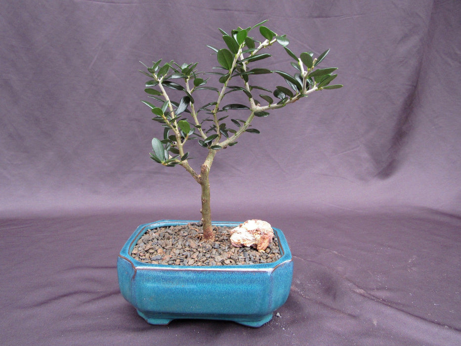 Little Ollie European Olive Bonsai Tree Profile
