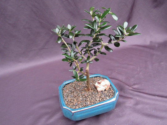 ollies plant pots Little Ollie European Olive Bonsai Tree