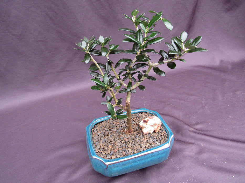 Little Ollie European Olive Bonsai Tree Side