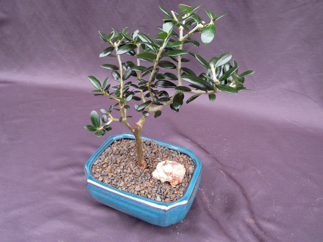 Little Ollie European Olive Bonsai Tree Softer Side