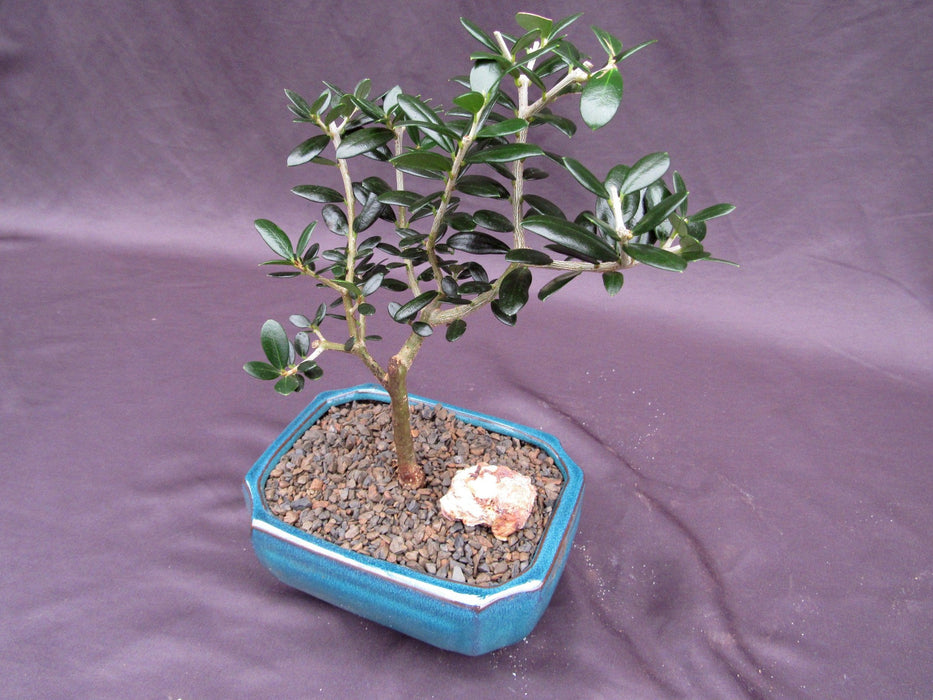 Little Ollie European Olive Bonsai Tree Softer Side