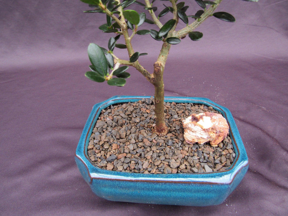 Little Ollie European Olive Bonsai Tree Trunk