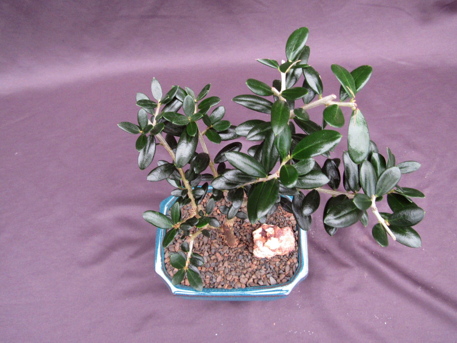 Little Ollie European Olive Bonsai Tree Canopy