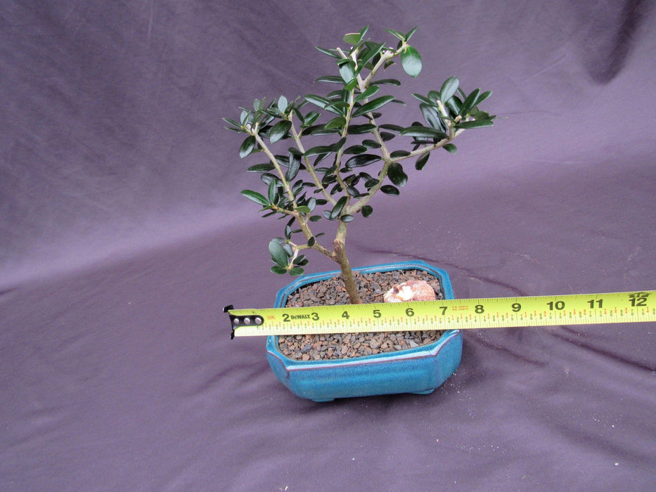 Little Ollie European Olive Bonsai Tree Size