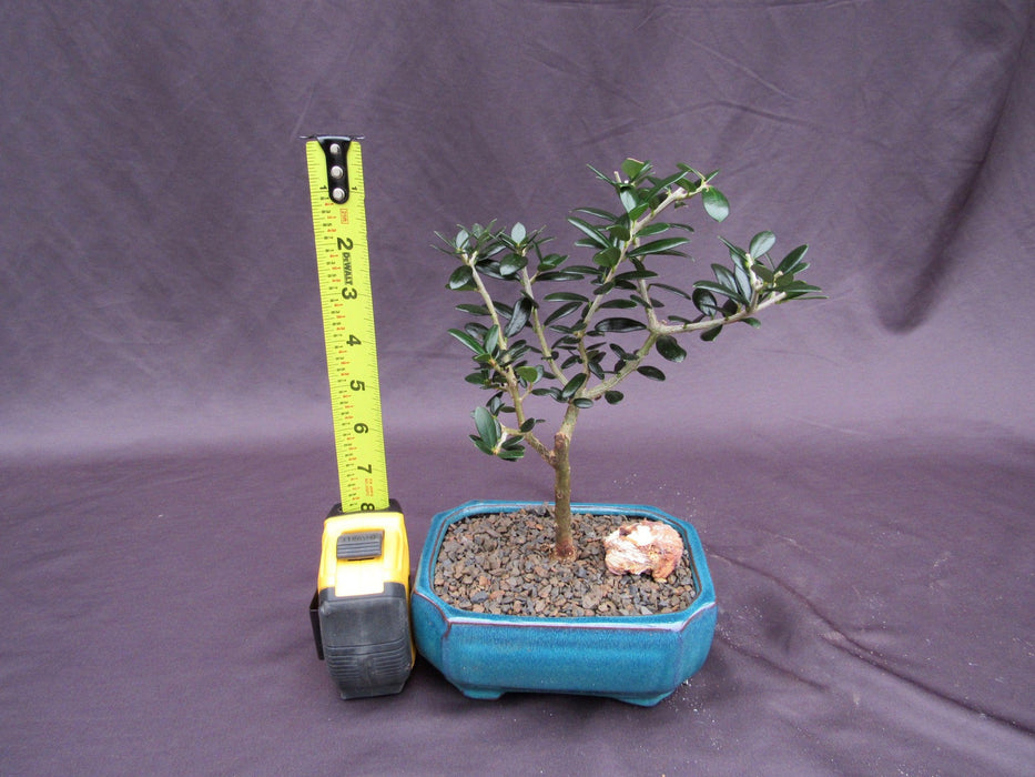 Little Ollie European Olive Bonsai Tree Height