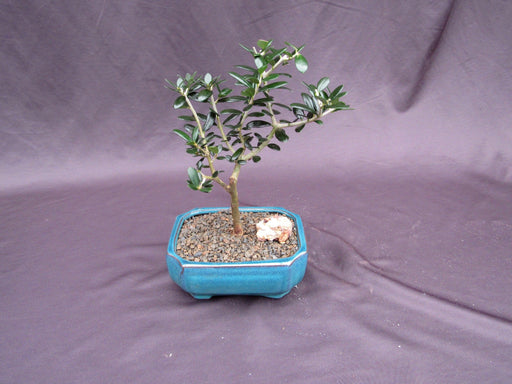 Little Ollie European Olive Bonsai Tree