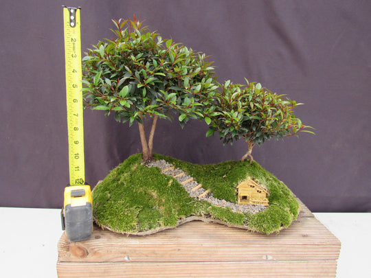 hobbit bonsai tree Lord of the Rings Shire Theme Brush Cherry Tree Specimen Bonsai Tree