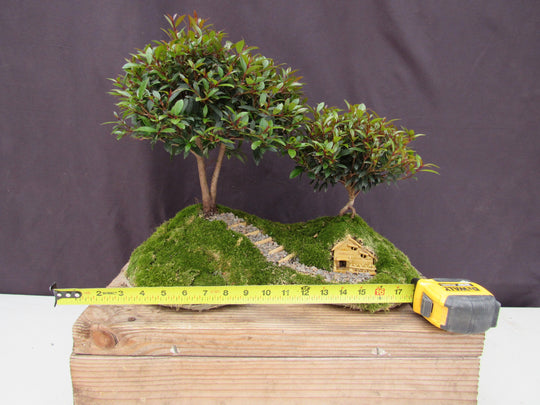 bonsai tree with hobbit hole Lord of the Rings Shire Theme Brush Cherry Tree Specimen Bonsai Tree