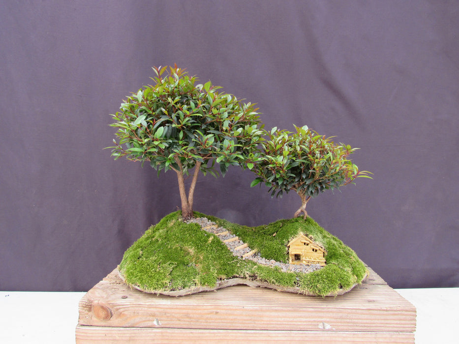 Lord of the Rings Shire Theme Brush Cherry Tree Specimen Bonsai Tree Profile