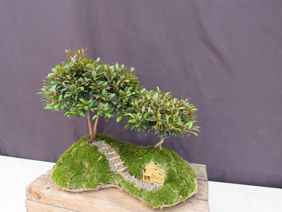 Lord of the Rings Shire Theme Brush Cherry Tree Specimen Bonsai Tree Soft Side