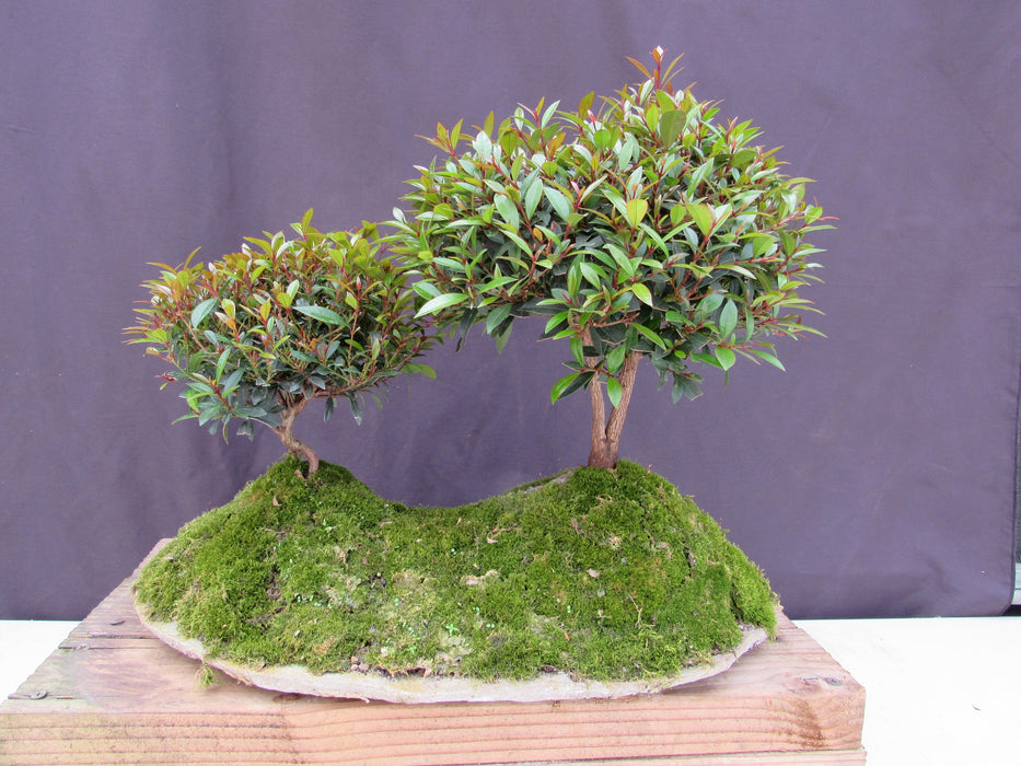 Lord of the Rings Shire Theme Brush Cherry Tree Specimen Bonsai Tree Back