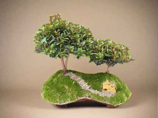 bonsai tree with hobbit hole Lord of the Rings Shire Theme Brush Cherry Tree Specimen Bonsai Tree