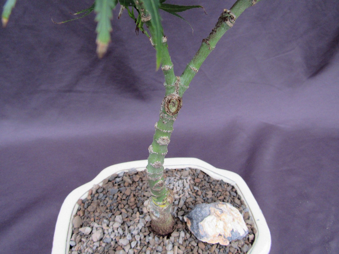 Mikawa Yatsubusa Japanese Maple Bonsai Tree Trunk