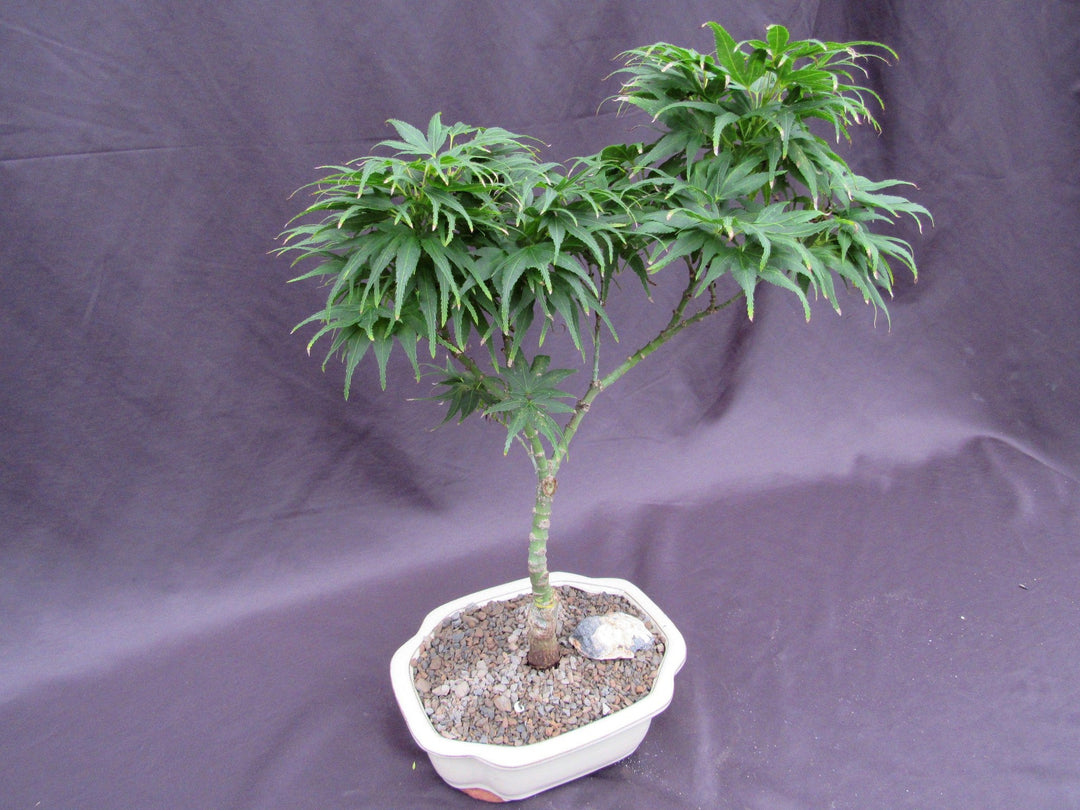 Mikawa Yatsubusa Japanese Maple Bonsai Tree Side