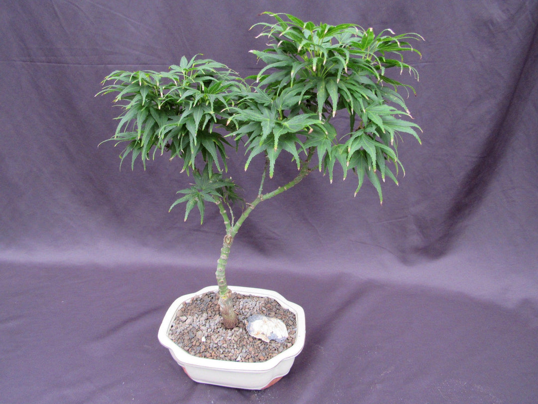 Mikawa Yatsubusa Japanese Maple Bonsai Tree Softer Side