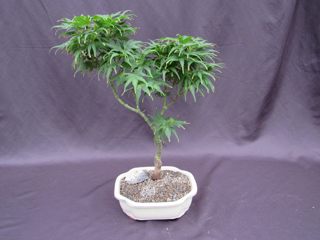 Mikawa Yatsubusa Japanese Maple Bonsai Tree Back