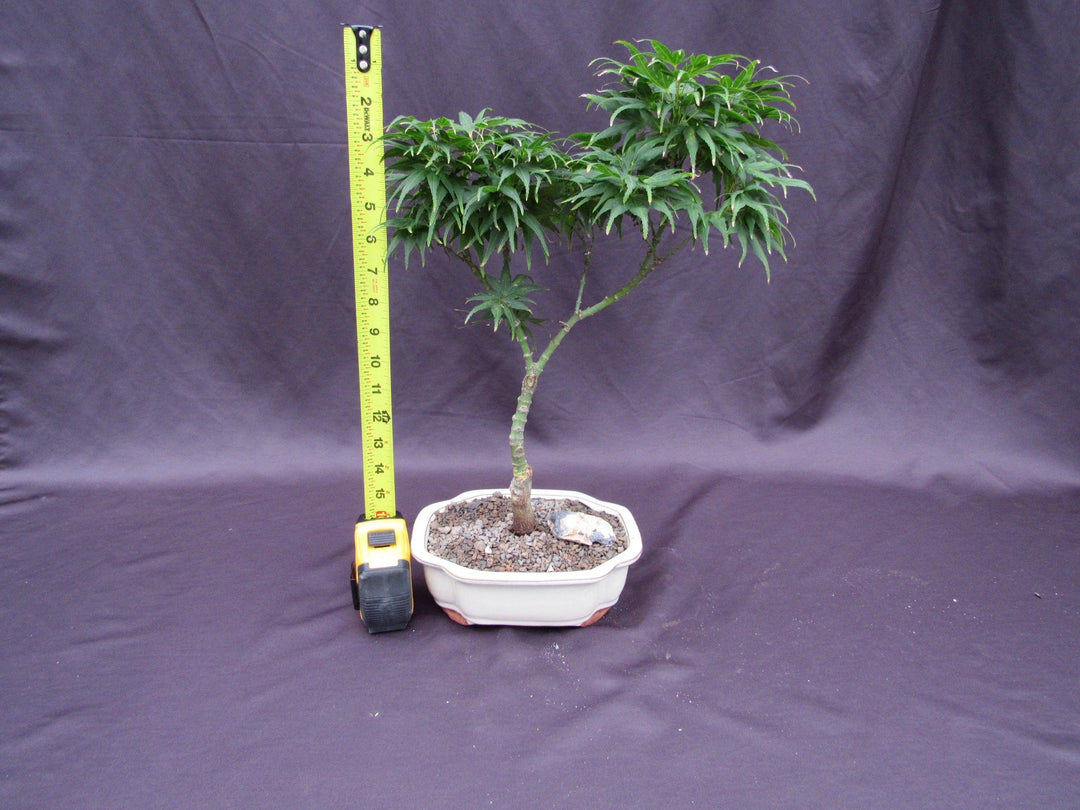 Mikawa Yatsubusa Japanese Maple Bonsai Tree Height