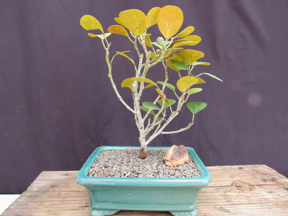 Mistletoe Fig Bonsai Tree Profile