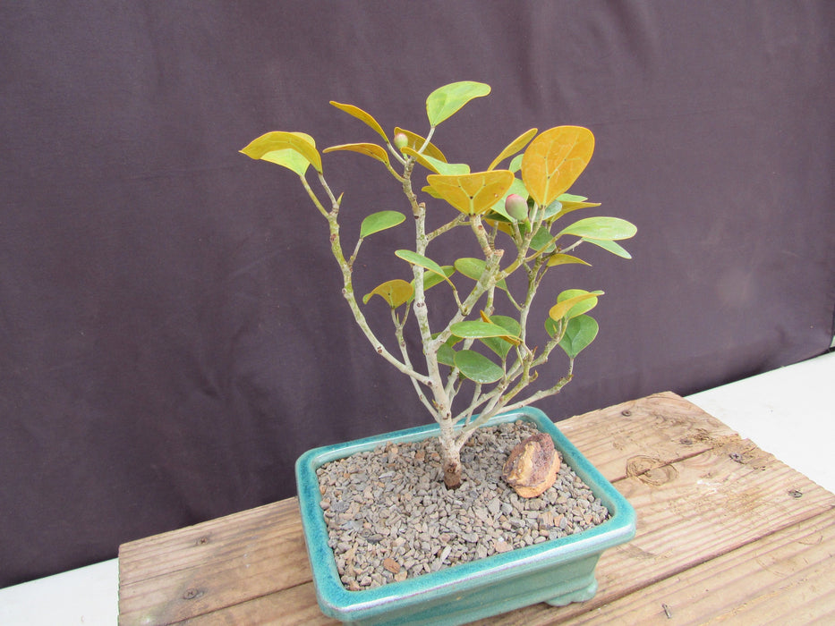 Mistletoe Fig Bonsai Tree Side