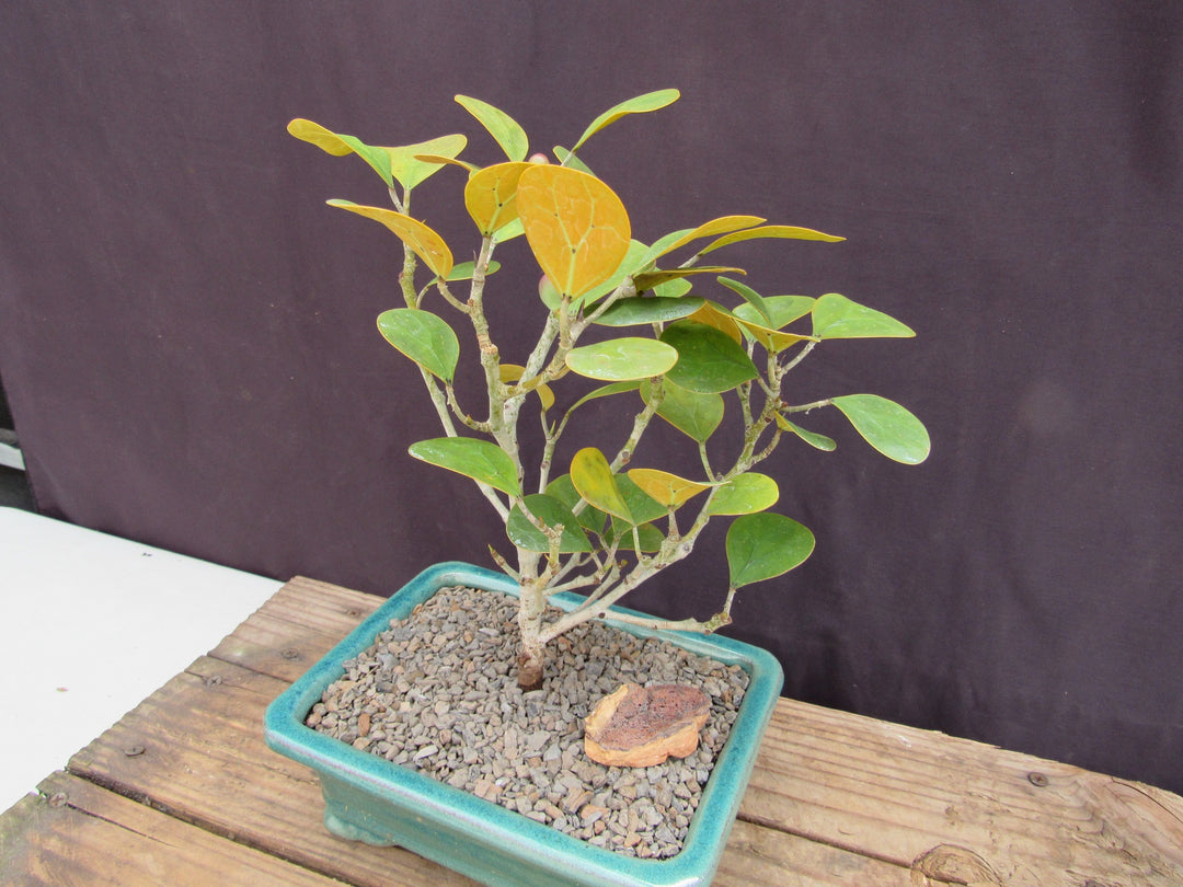 Mistletoe Fig Bonsai Tree Leaves