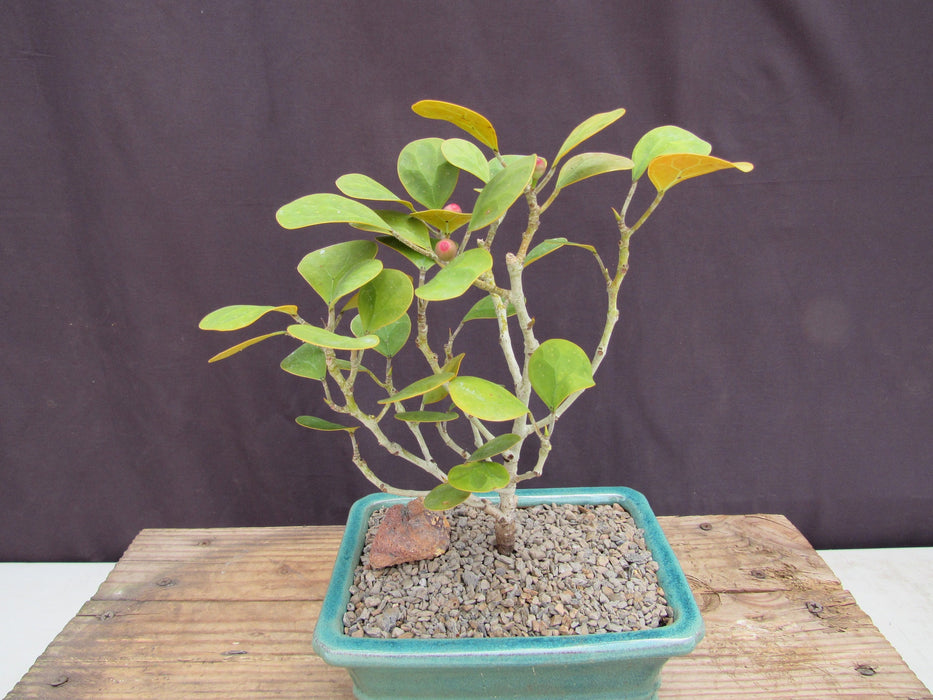 Mistletoe Fig Bonsai Tree Back