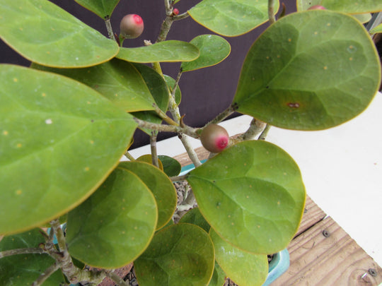 bonsai fig tree fruit Mistletoe Fig Bonsai Tree