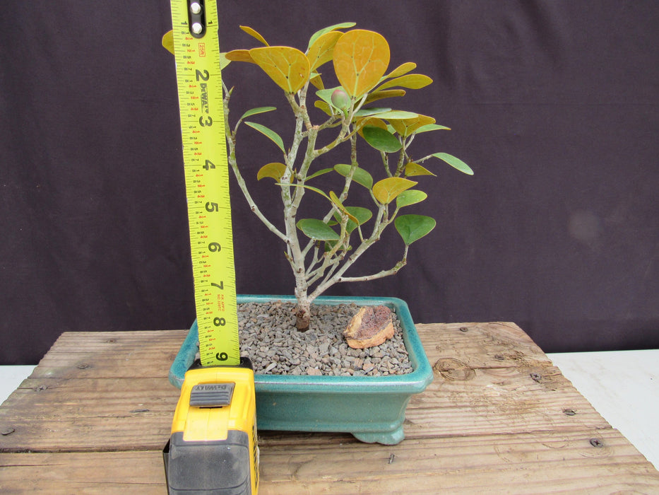 Mistletoe Fig Bonsai Tree Height