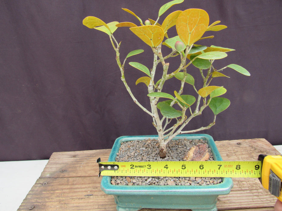 Mistletoe Fig Bonsai Tree Size